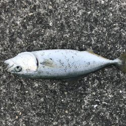 昼から大サバ狙い
