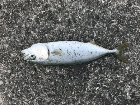 昼から大サバ狙い