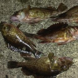 とりあえずガシラ