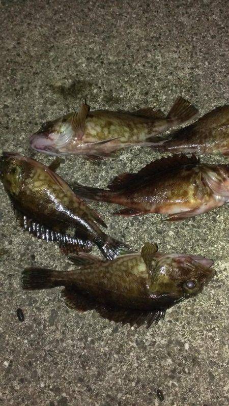 とりあえずガシラ