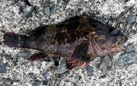 ４目達成～～♪