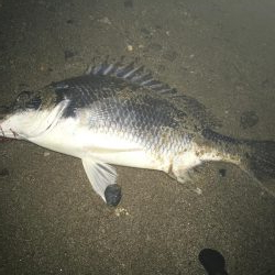 2019 キビレ調査NO、5