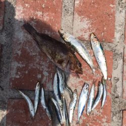 豆アジ、コサバ大漁