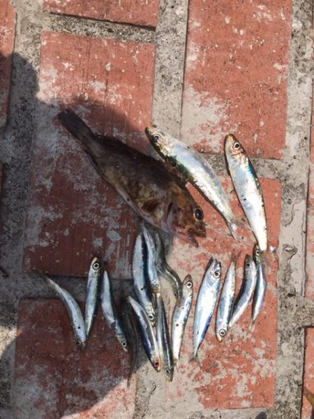 豆アジ、コサバ大漁