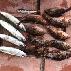 アジ46匹、ガシラ9匹、コサバ4匹