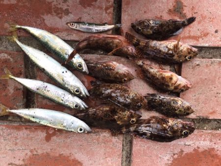 アジ46匹、ガシラ9匹、コサバ4匹