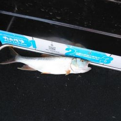 アフタースポーン