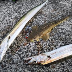 久しぶりの釣果で太刀魚