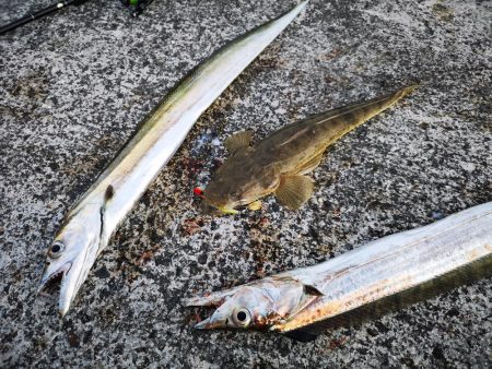 久しぶりの釣果で太刀魚