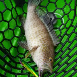 カヤックフィッシングで爆釣!