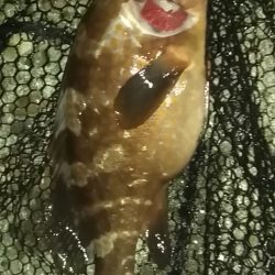 アジ鯵メバルアコウ