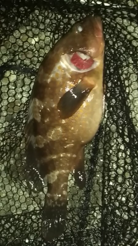 アジ鯵メバルアコウ