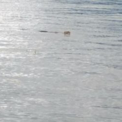 アフタースポーン