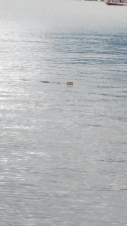 アフタースポーン