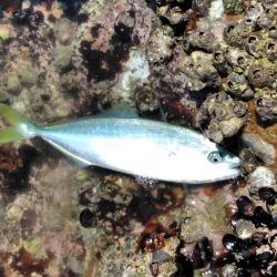 イサキ・尾長・コツパ多数・・