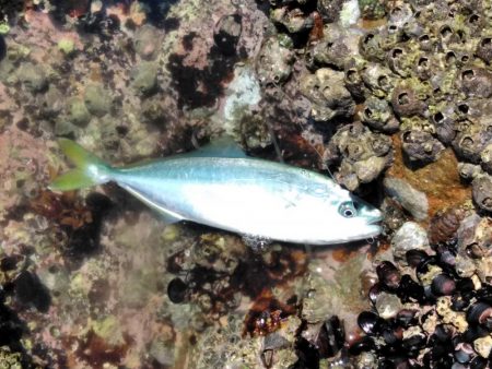 イサキ・尾長・コツパ多数・・