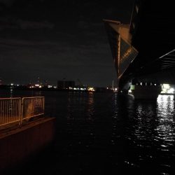 南港カモメ大橋 釣行 （夏至前の夜釣行 キビレチヌ、ガシラ釣果有り）