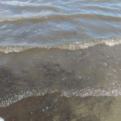 大型マゴチ&シーバス