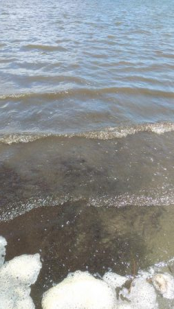 大型マゴチ&シーバス