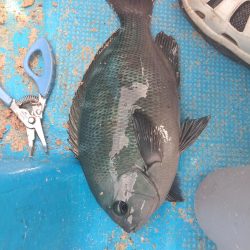 グレかかり釣り