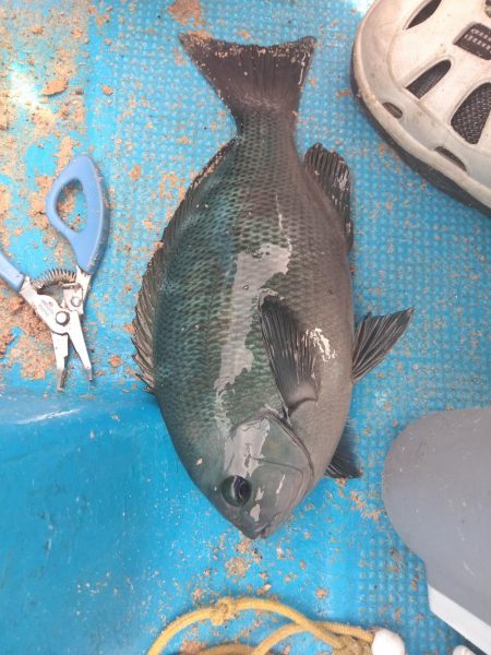 グレかかり釣り