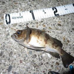 梅雨メバル狙い。そろそろ終わりか？