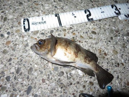 梅雨メバル狙い。そろそろ終わりか？