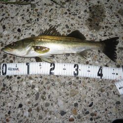 梅雨メバルのプラッギング＆シーバス！！