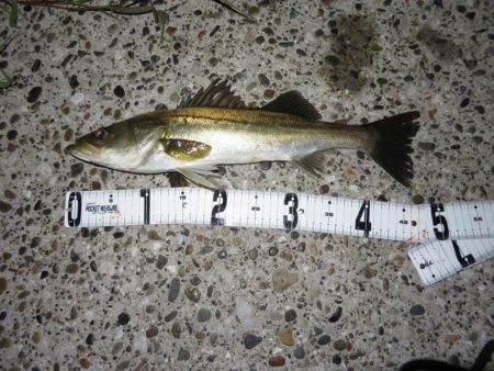 梅雨メバルのプラッギング＆シーバス！！