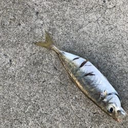 中紀まで行くも