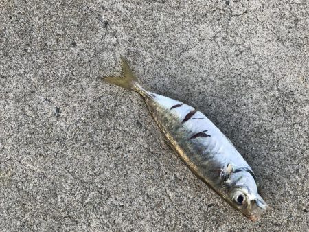 中紀まで行くも