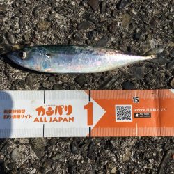 コサバ良型15匹