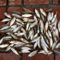 コアジ、豆アジ89匹 コサバ35匹