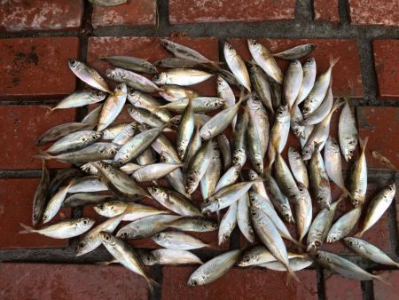 コアジ、豆アジ89匹 コサバ35匹