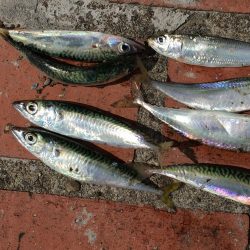 豆アジ、コアジ68匹、 コサバ8匹