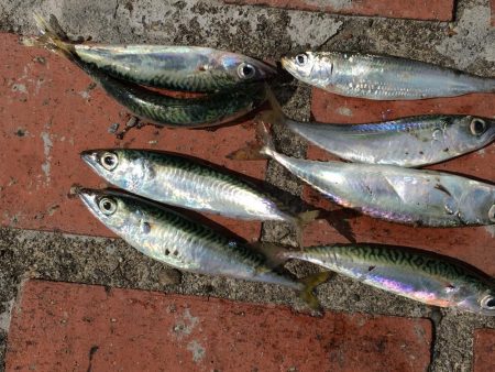 豆アジ、コアジ68匹、 コサバ8匹