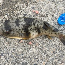 コアジ43匹、ガシラ7匹、コッパグレ1匹、コサバ4匹、外道大型フグ