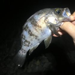 メバルシーズン終盤戦突入？！