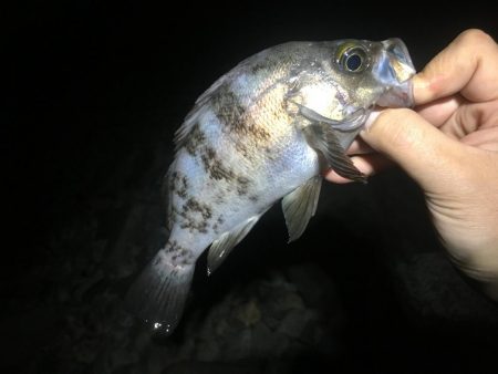 メバルシーズン終盤戦突入？！