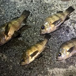 暴風波浪メバリングっ！