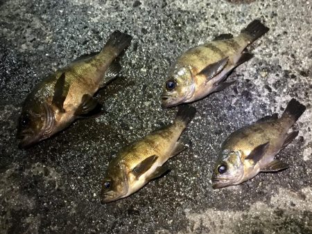 暴風波浪メバリングっ！