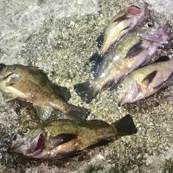 いよいよ最終ラウンド突入ですね。