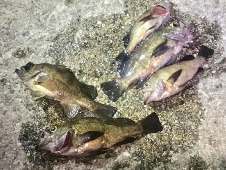 いよいよ最終ラウンド突入ですね。