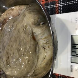 初のキロアップタコ