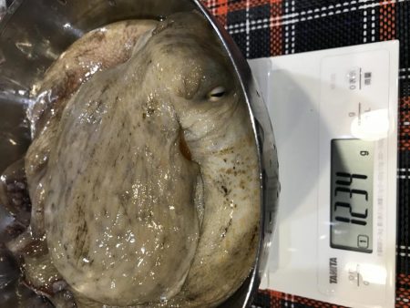 初のキロアップタコ