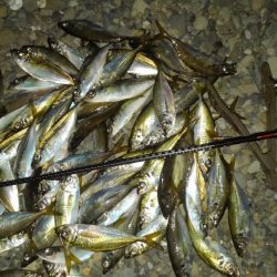 今年はアジ多い。