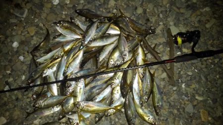 今年はアジ多い。