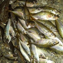 癒しの爆釣～アジング