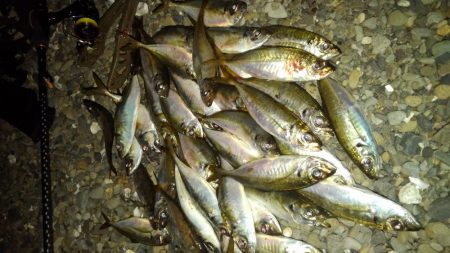 癒しの爆釣～アジング