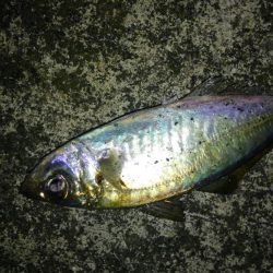 メバルいい感じ!